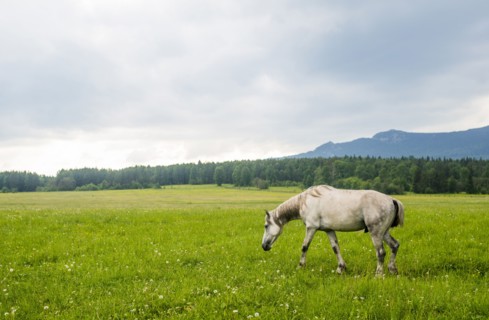 Horse grazing in rural meadow