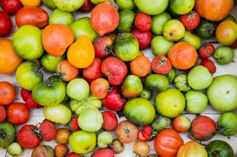 Close up of abundance of variety of tomatoes