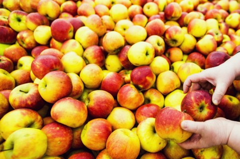 Close up of hands selecting apples in market