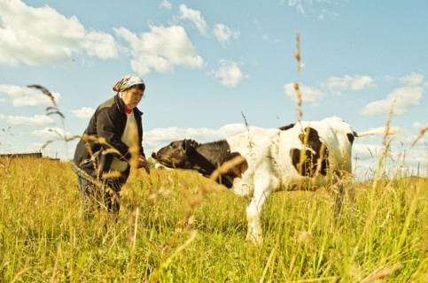 Caucasian farmer feeding cow in rural field