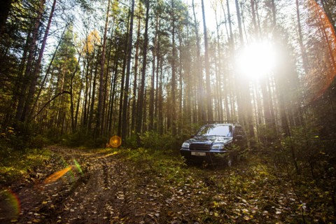 Sports utility vehicle in remote forest