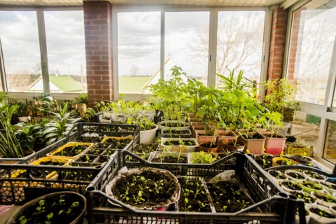 Plants growing indoors