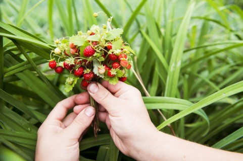 Close up of hands holding strawberry buds