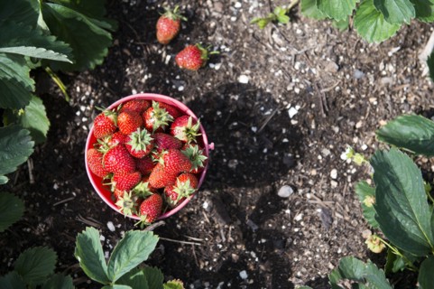 Bucket of strawberries in garden
