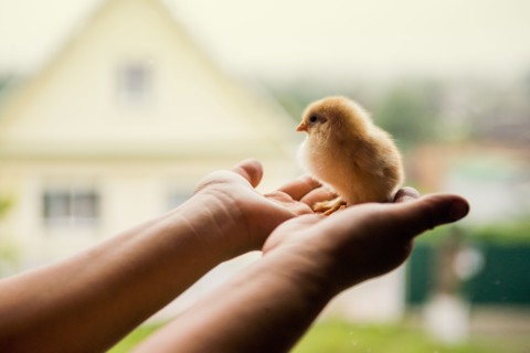Hands holding chick