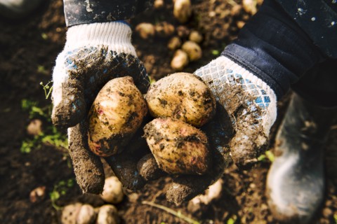 Gardener holding potatoes in dirt