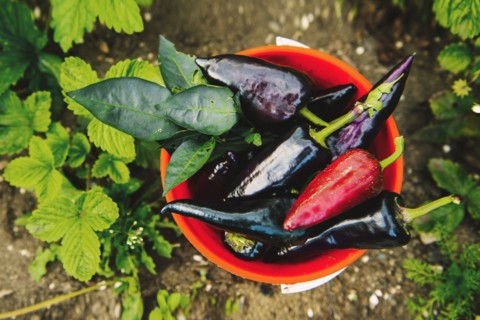 Bucket of peppers in vegetable garden