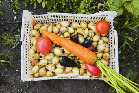 Bucket of vegetables in garden