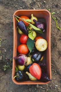 Bucket of vegetables in garden