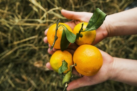 Gardener holding fruit in garden