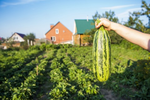 Gardener harvesting fruit in garden