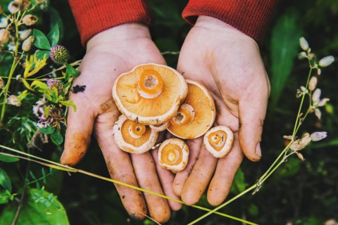 Gardener harvesting mushrooms in grass