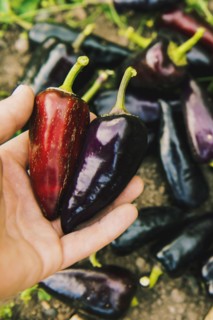 Gardener harvesting peppers in garden