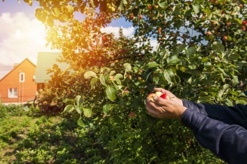 Caucasian farmer holding fruit in garden