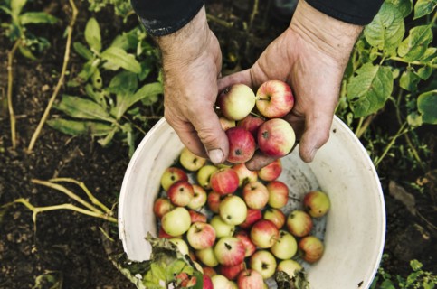Caucasian farmer holding fruit