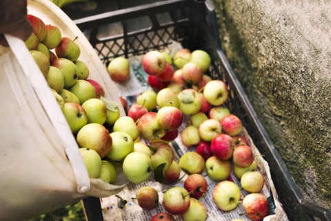 Apples gathered in crate