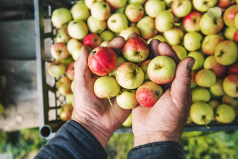 Farmer holding apples