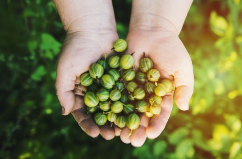 Close up of hands holding gooseberries