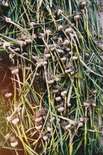 High angle view of pile of garlic shoots