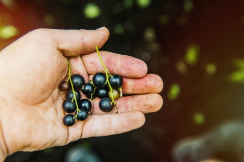 High angle view of hand holding blueberries