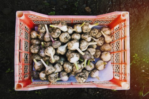 Crate of garlic bulbs in garden