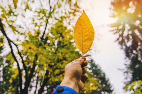 Low angle view of hand holding autumn leaf