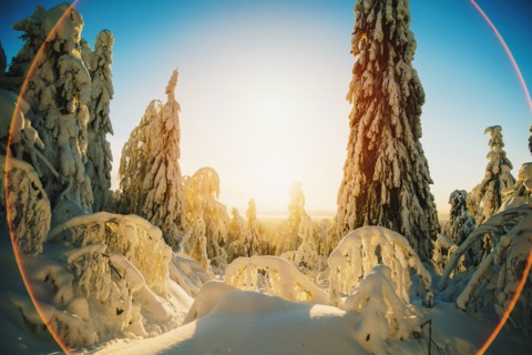 Sun rising over snowy forest