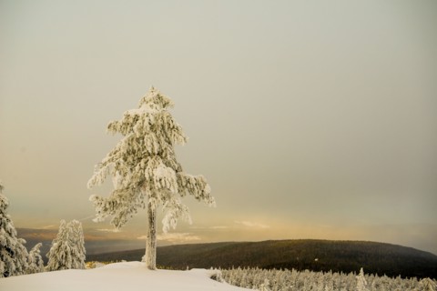 Tree on snowy remote mountain