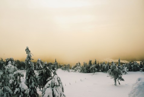 Forest on snowy remote mountain