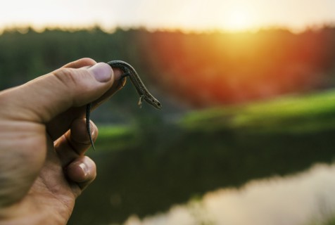 Hand holding lizard at sunset