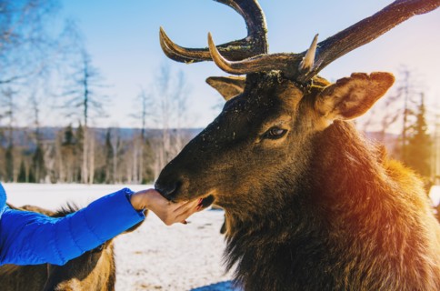 Woman feeding deer from hand in winter