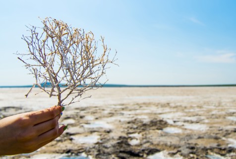 Hand of woman holding seaweed at beach