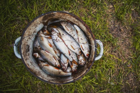 Bucket of fish on grass