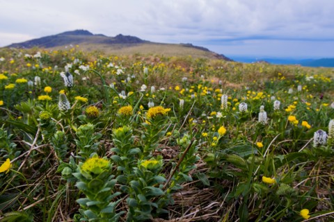 Flowers in mountain field