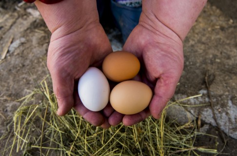Hands holding fresh eggs