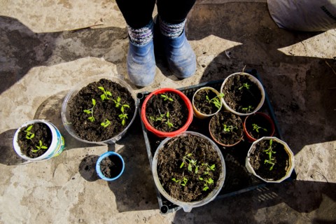 Feet of person standing over tray of seedlings