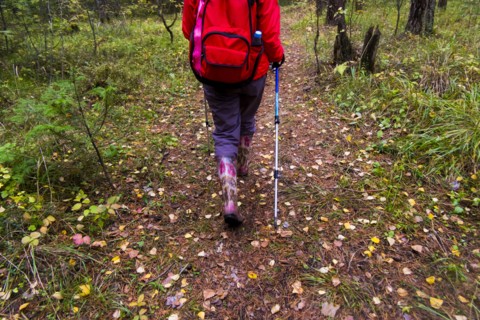 Rear view of woman hiking in woods