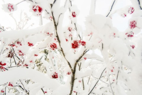 Red berries on snow covered branches