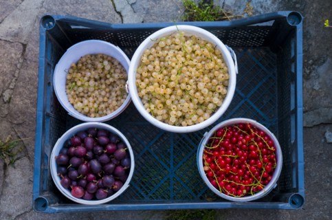 Bowls of berries in basket