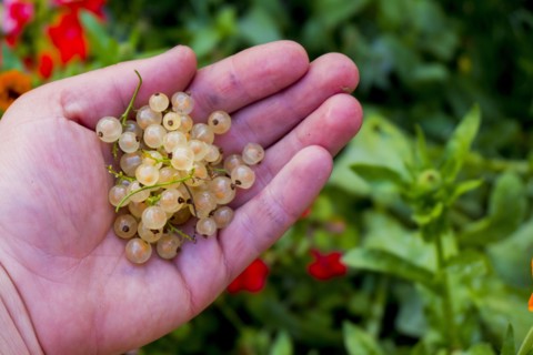 Hand holding white berries