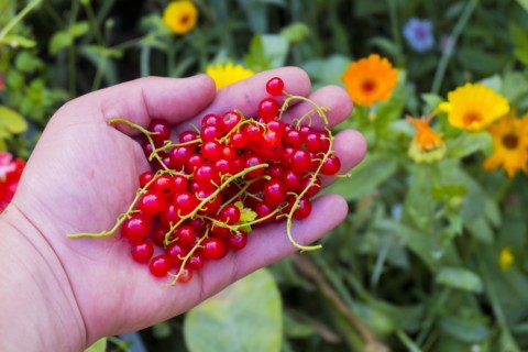 Hand holding red berries