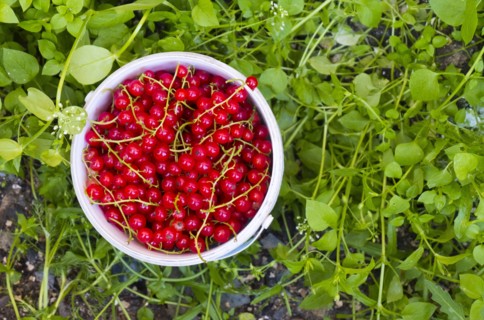 Basket of red berries