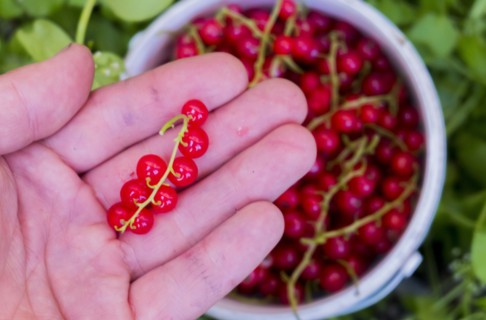 Hand holding red berries above basket