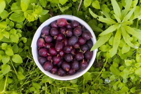 Basket of purple berries