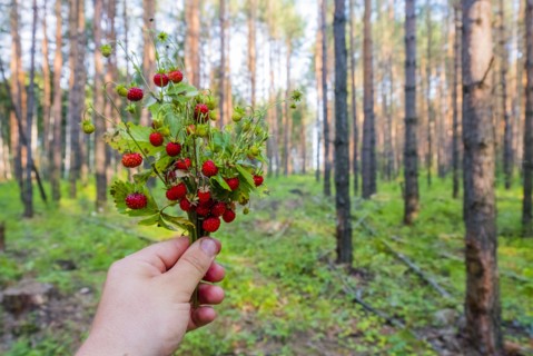 Hand holding bouquet of strawberries in forest