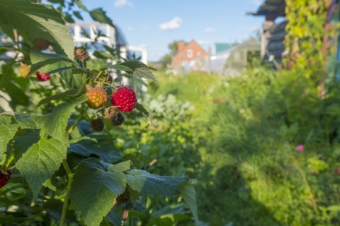 Raspberries ripening in garden
