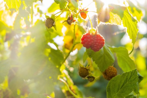 Close up of raspberries ripening