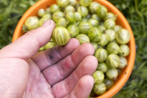 Hand holding organic green tomato