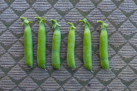 Row of pea pods