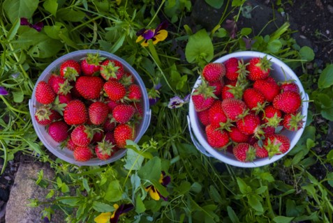 Baskets of strawberries